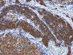 Adenylate Kinase 2 Antibody in Immunohistochemistry (Paraffin) (IHC (P))