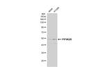 PIP4K2B Antibody in Western Blot (WB)