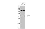 SFRP2 Antibody in Western Blot (WB)