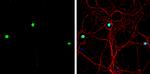 ATOH1 Antibody in Immunocytochemistry (ICC/IF)