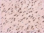 CDK5RAP1 Antibody in Immunohistochemistry (Paraffin) (IHC (P))