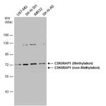 CDK5RAP1 Antibody in Western Blot (WB)