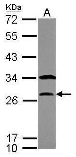 Securin Antibody in Western Blot (WB)