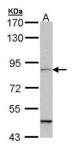 MARK1 Antibody in Western Blot (WB)