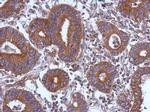 STK16 Antibody in Immunohistochemistry (Paraffin) (IHC (P))