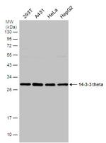 14-3-3 theta Antibody in Western Blot (WB)