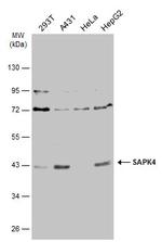 SAPK4 Antibody in Western Blot (WB)