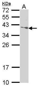 SAP30BP Antibody in Western Blot (WB)