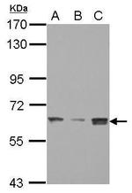 BAF60C Antibody in Western Blot (WB)