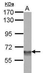 BAF60C Antibody in Western Blot (WB)