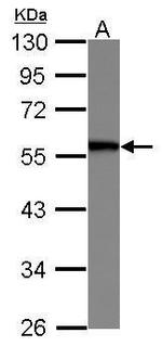 SERBP1 Antibody in Western Blot (WB)