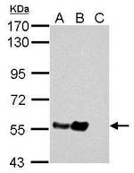 TUBA1A Antibody in Western Blot (WB)