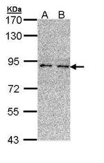 LONRF3 Antibody in Western Blot (WB)