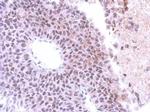 SAP130 Antibody in Immunohistochemistry (Paraffin) (IHC (P))