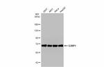 G3BP1 Antibody in Western Blot (WB)