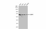 G3BP1 Antibody in Western Blot (WB)