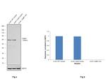 G3BP1 Antibody in Western Blot (WB)