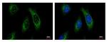 Cytokeratin 4 Antibody in Immunocytochemistry (ICC/IF)