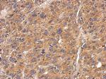 Fetuin B Antibody in Immunohistochemistry (Paraffin) (IHC (P))