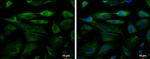 Fetuin B Antibody in Immunocytochemistry (ICC/IF)