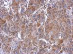 eIF3e Antibody in Immunohistochemistry (Paraffin) (IHC (P))