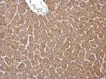 HMGCS1 Antibody in Immunohistochemistry (Paraffin) (IHC (P))