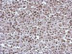 KID Antibody in Immunohistochemistry (Paraffin) (IHC (P))