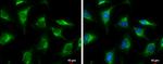 GluD1/GluD2 Antibody in Immunocytochemistry (ICC/IF)