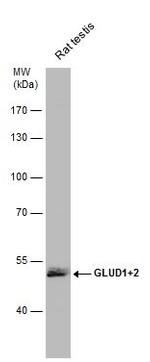 GluD1/GluD2 Antibody in Western Blot (WB)