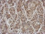 Afamin Antibody in Immunohistochemistry (Paraffin) (IHC (P))