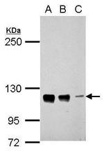 CTAGE5 Antibody in Western Blot (WB)