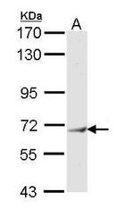 IFIT3 Antibody in Western Blot (WB)