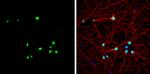 MBNL1 Antibody in Immunocytochemistry (ICC/IF)