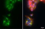 ApoA1 Antibody in Immunocytochemistry (ICC/IF)