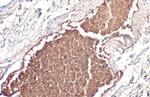 ApoA1 Antibody in Immunohistochemistry (Paraffin) (IHC (P))