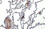 ApoA1 Antibody in Immunohistochemistry (Paraffin) (IHC (P))