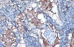 ApoA1 Antibody in Immunohistochemistry (Paraffin) (IHC (P))