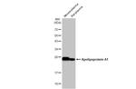 ApoA1 Antibody in Western Blot (WB)