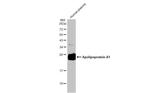 ApoA1 Antibody in Western Blot (WB)