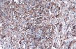 ApoA1 Antibody in Immunohistochemistry (Paraffin) (IHC (P))