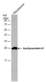 ApoA1 Antibody in Western Blot (WB)