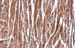 ANP Antibody in Immunohistochemistry (Paraffin) (IHC (P))