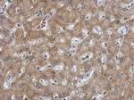 ANP Antibody in Immunohistochemistry (Paraffin) (IHC (P))