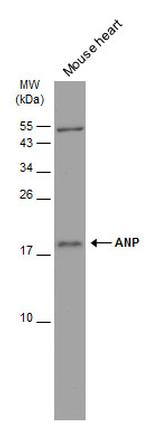 ANP Antibody in Western Blot (WB)