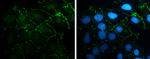 N-cadherin Antibody in Immunocytochemistry (ICC/IF)