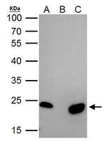 TFAM Antibody in Immunoprecipitation (IP)