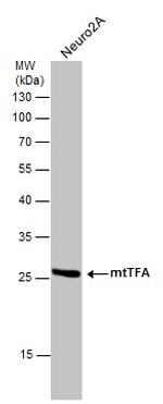 TFAM Antibody in Western Blot (WB)