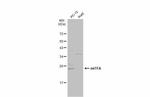 TFAM Antibody in Western Blot (WB)