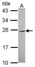 CEACAM3 Antibody in Western Blot (WB)