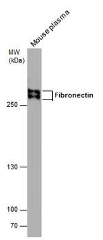 Fibronectin Antibody in Western Blot (WB)